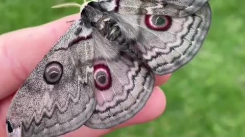 Big and beautiful butterflies