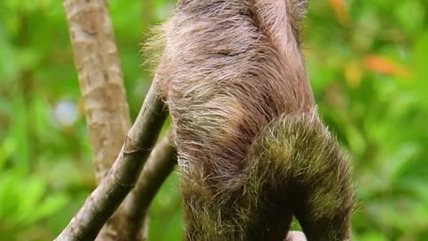 An itchy brown - throated sloth