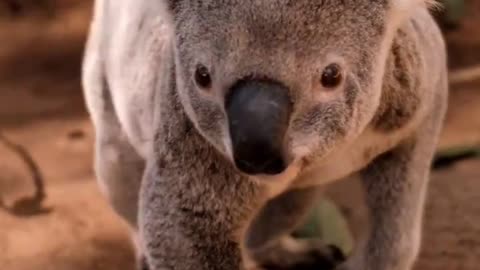 Koala Animals Videos For Kids