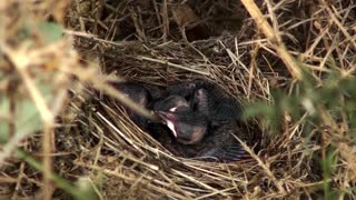 Blackcap feeding her chicks...With a voiceover!