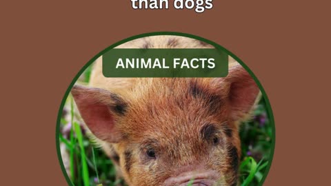 Amazing Facts about Animals