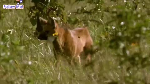 The Rare And Elusive Maned Wolf ||How Nature Works||