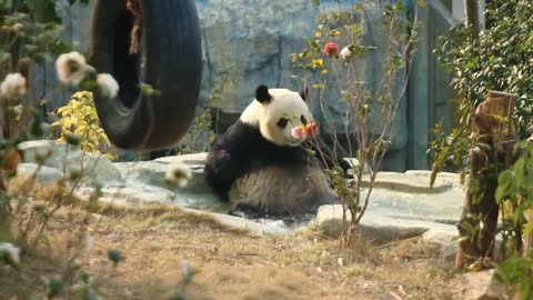 Bathing good time # Panda