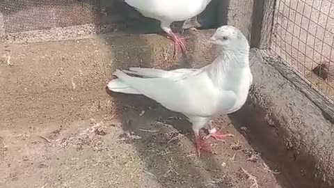 White pigeon joda for sale