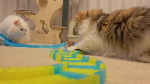 Cats vs Racing Car | Kittisaurus