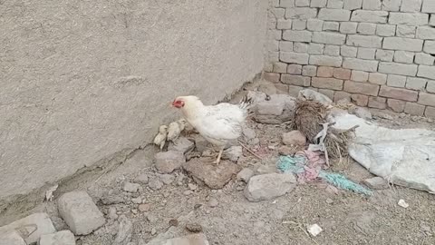 Chickens oraganic environment