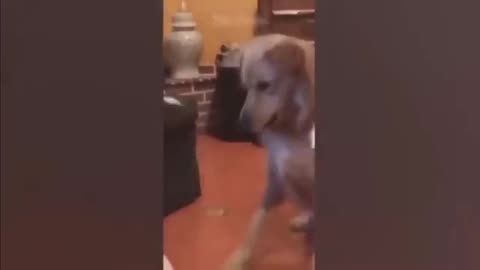 cats and dogs playing funny video