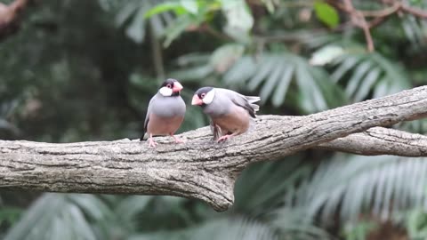 20240131 Java Sparrow (Java Finch)