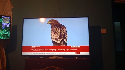 #bbc, #ukraine, war, assassinations dictatorship, elections, nope, a fkin budgie