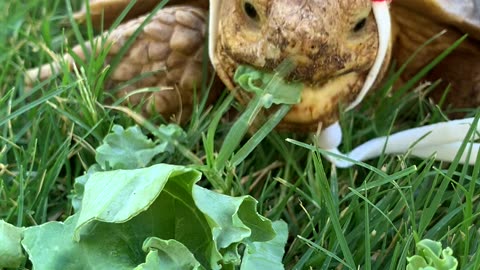 Funny Tortoise crunches on Kale in Strawberry🍓hat!