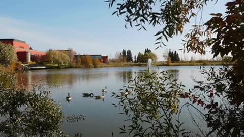 Pretty ducks enjoining in the llake