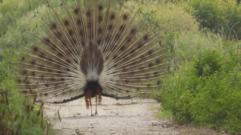 Peacock dance. Amazing peacock dance