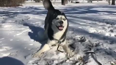 Dogs like playing with snow.