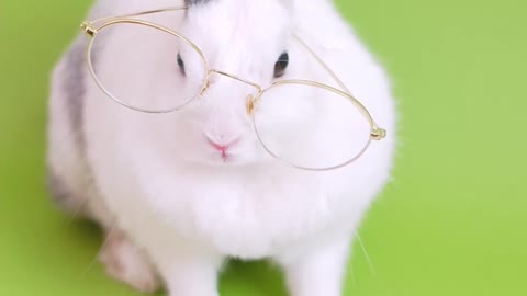 Cute Bunny With Eyeglasses! Very funny cat #Shorts