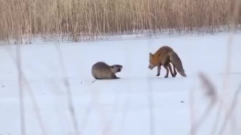 Fox takes down a nutria on a frozen pond