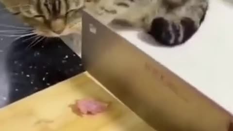 funny Cat want to eat meat