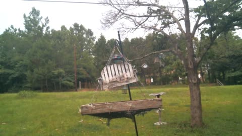 Bird feeder cam