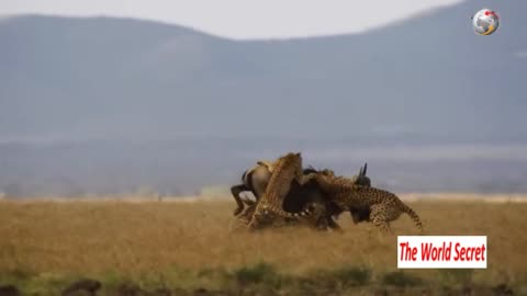Cheetahs Takedown a Wildebeest _ The Way of the Cheetah