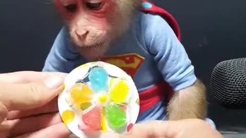 Super Monkey Reviews Fruit Marshmallow | Hilarious & Adorable!"
