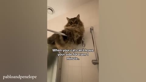 Funny cat video
