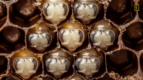 time lapse of bee development from larvae to bee.