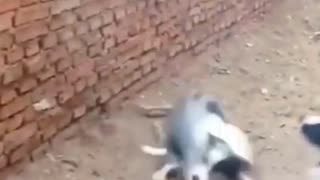 Funny cute animals