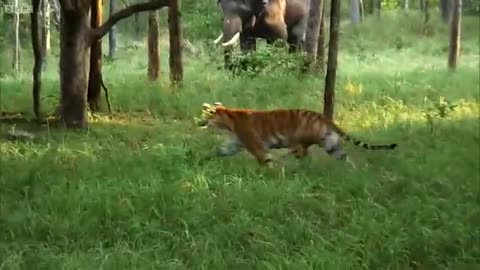 tenborough - Tiger - Spy in the Jungle - BBC Earth_Cut
