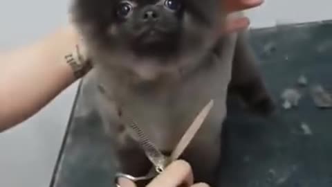 Dog dancing to music while getting a haircut ㅤ