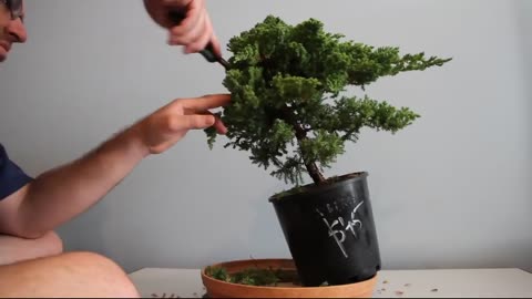 The joy of making bonsai at home