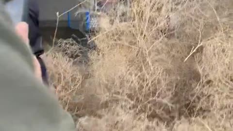 Store Entrance Stacked Full of Tumbleweed