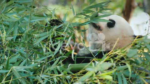 Panda Bear Eats Bamboo