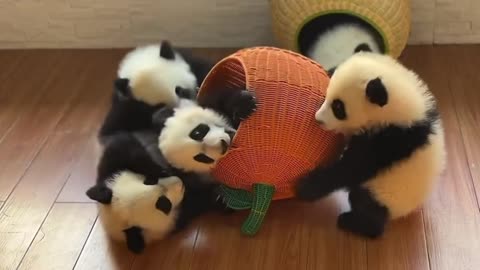 "Panda Playtime: Babies Part 01 - Adorable Antics Unleashed"