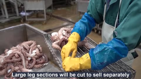 How Japanese Octopus Fish Use Pots and Process Thousands of Octopuses Per Hour in a Factory