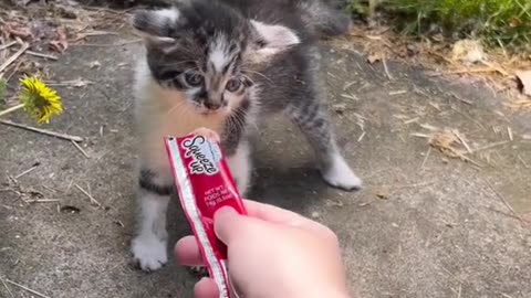 😿The lady👩‍🦰is feeding🍲a stray kitten😿