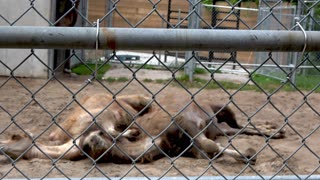 Camels enjoy a spooning session in the sunshine