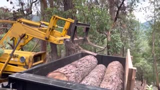 Skidding and Loading Large Sugar Pine Logs. Solo Logging with Tractor and Farmi 501 Winch.