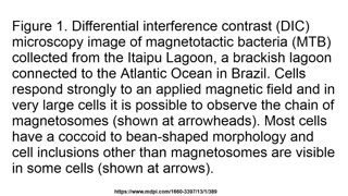 MAGNETOTACTIC BACTERIA - BY DECANTERBURY