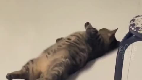 Cat funny video movement 🤣🤣🤣