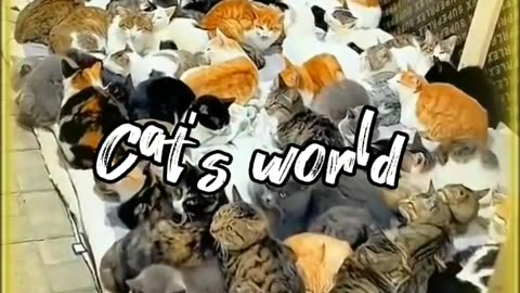 Cat's world