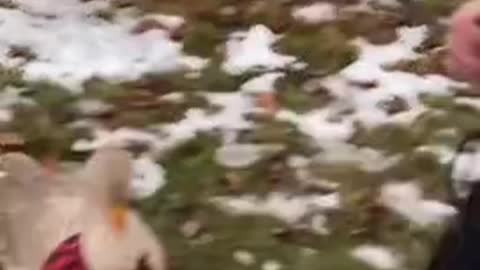 Racist Duck Joins The Windsor Convoy Protest