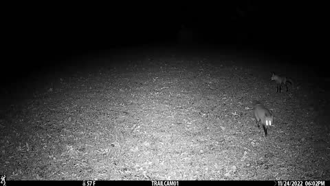 Red foxes playing in food plot