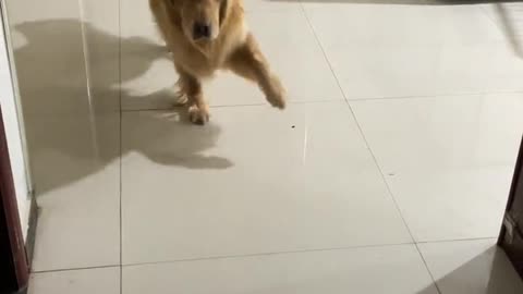 Are your golden retrievers so naughty too?