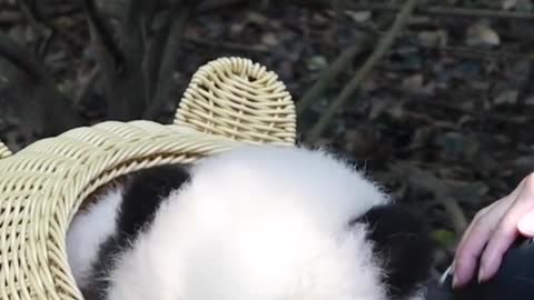 Baby panda sitting in a bamboo basket