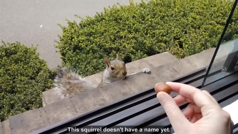 Cutie the Squirrel: Food Excitement Unleashed