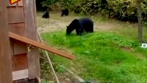 How to ask bears to leave your property