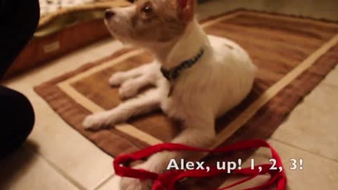 Jack Russell Terrier puppy learns new tricks