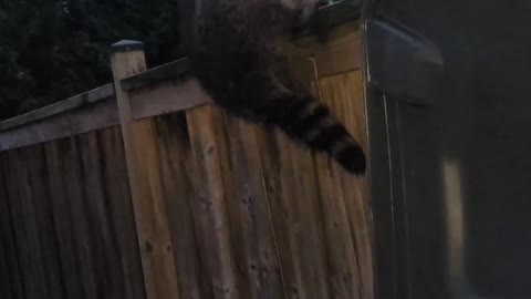 Rescuing a Raccoon with a Hockey Stick