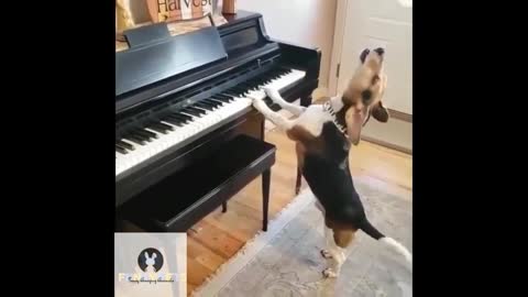 Talent amazing dog that sings and plays the piano / Талант удивительной собаки, которая поет и играет на пианино
