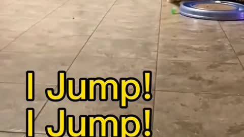 I Jump!Jump!Jump!🤣🤣🤣