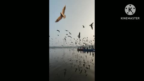 Nature view of chillika lake birds